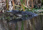 Alligator Arrives in the&nbsp;Swamp