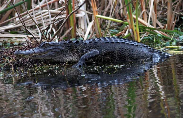 Alligator Arrives in the Swamp 