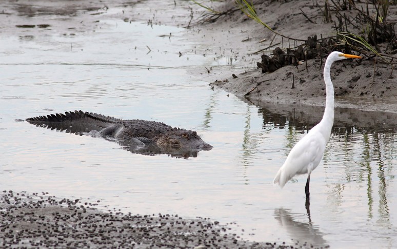 Alligator Cruising Salt Marsh 