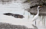 Alligator Cruising Salt&nbsp;Marsh