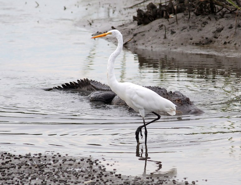 Alligator Cruising Salt Marsh 