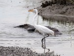 Alligator Cruising Salt&nbsp;Marsh