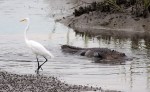 Alligator Cruising Salt&nbsp;Marsh