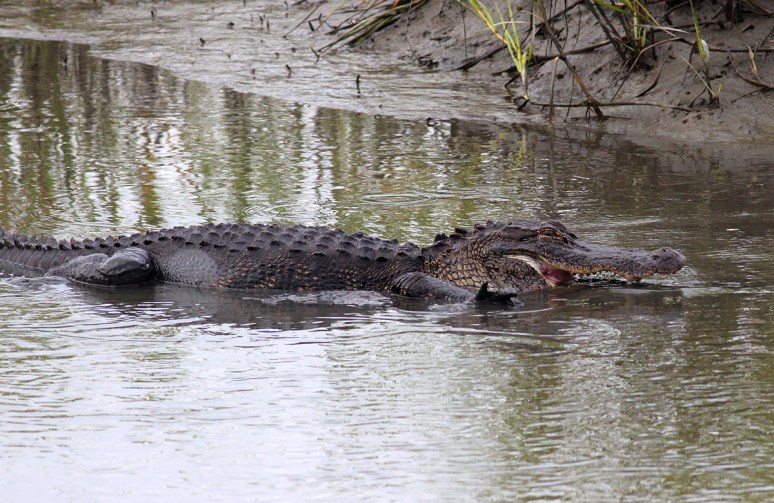 Alligator Cruising Salt Marsh 