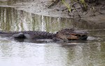 Alligator Cruising Salt&nbsp;Marsh