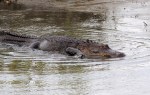 Alligator Cruising Salt&nbsp;Marsh