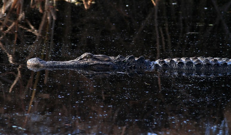 Alligator Gliding In 