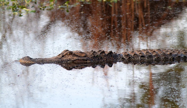 Alligator Gliding In 