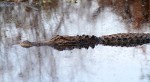 Alligator Gliding In