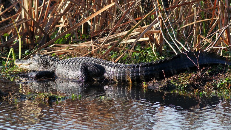 Alligator in the Sun
