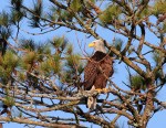 Bald Eagle Fishing in the&nbsp;Marsh