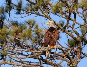 Bald Eagle Fishing in the Marsh 