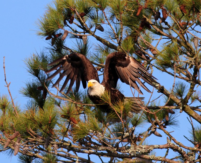 Bald Eagle Fishing in the Marsh 