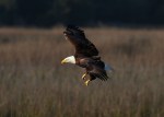 Bald Eagle Fishing in the&nbsp;Marsh