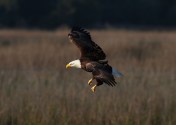 Bald Eagle Fishing in the Marsh 