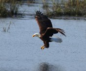 Bald Eagle Fishing in the Marsh 