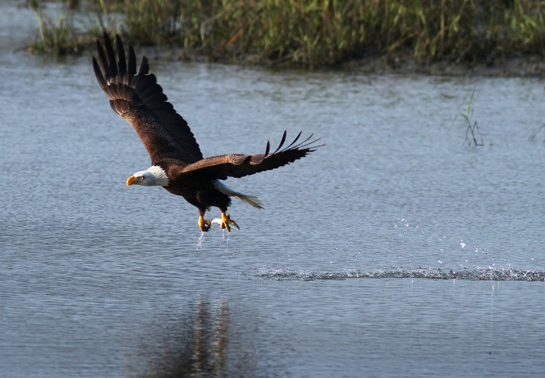 Bald Eagle Fishing in the Marsh 