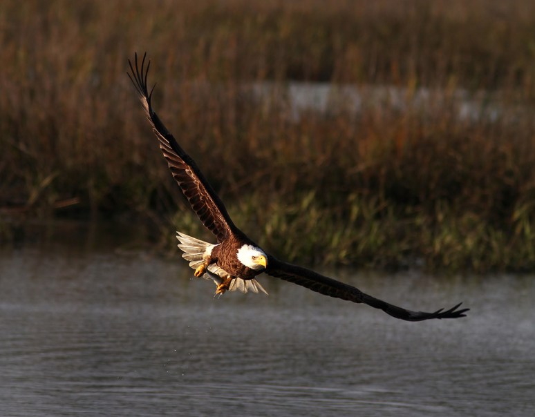 Bald Eagle Fishing in the Marsh 