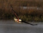 Bald Eagle Fishing in the&nbsp;Marsh
