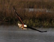 Bald Eagle Fishing in the Marsh 