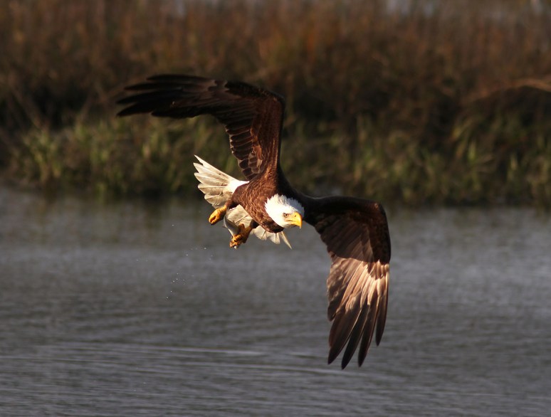 Bald Eagle Fishing in the Marsh 