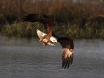 Bald Eagle Fishing in the&nbsp;Marsh
