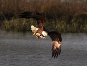 Bald Eagle Fishing in the Marsh 