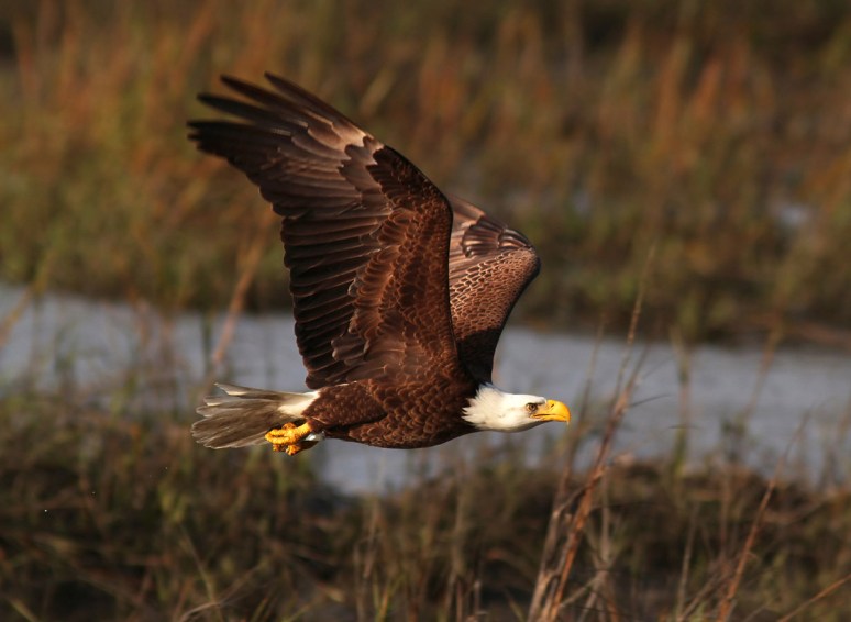 Bald Eagle Fishing in the Marsh 