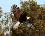Bald Eagle Fishing in the&nbsp;Marsh