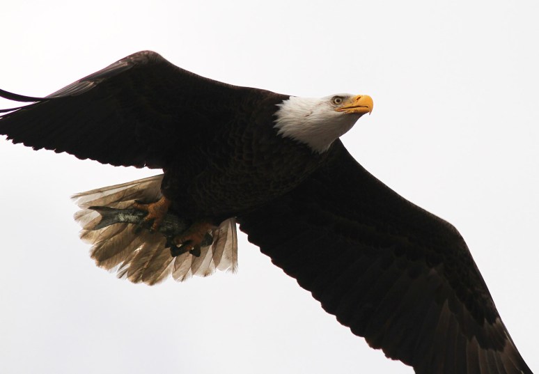 Bald Eagle Flight With Fish