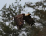 Bald Eagle Flying with&nbsp;Fish