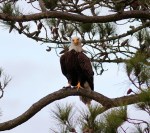 Bald Eagle Flying with&nbsp;Fish
