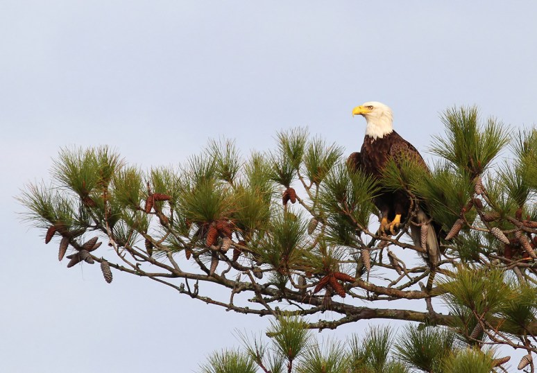Bald Eagle Flying with Fish 