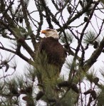 Bald Eagle in Pine&nbsp;Tree
