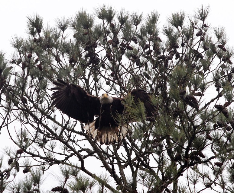 Bald Eagle in Pine Tree 