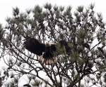 Bald Eagle in Pine&nbsp;Tree