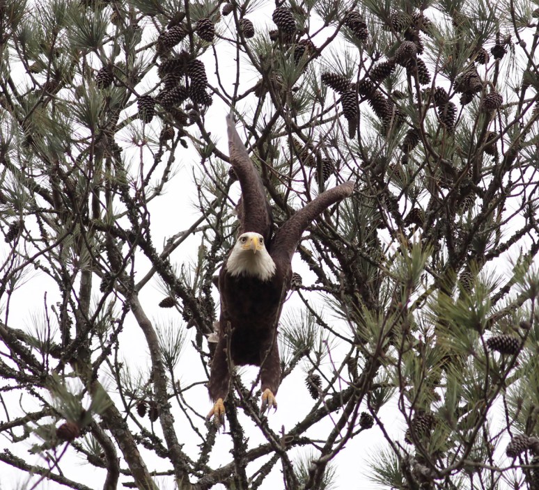 Bald Eagle in Pine Tree 