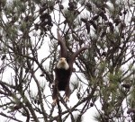 Bald Eagle in Pine&nbsp;Tree