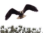 Bald Eagle in Pine&nbsp;Tree