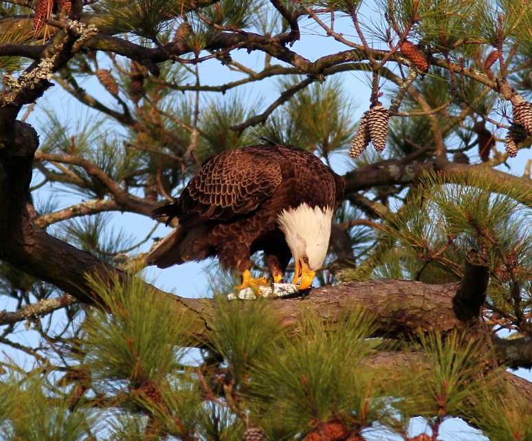 Bald Eagle in Tree with Fish 