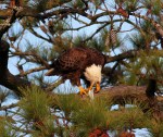 Bald Eagle in Tree with&nbsp;Fish