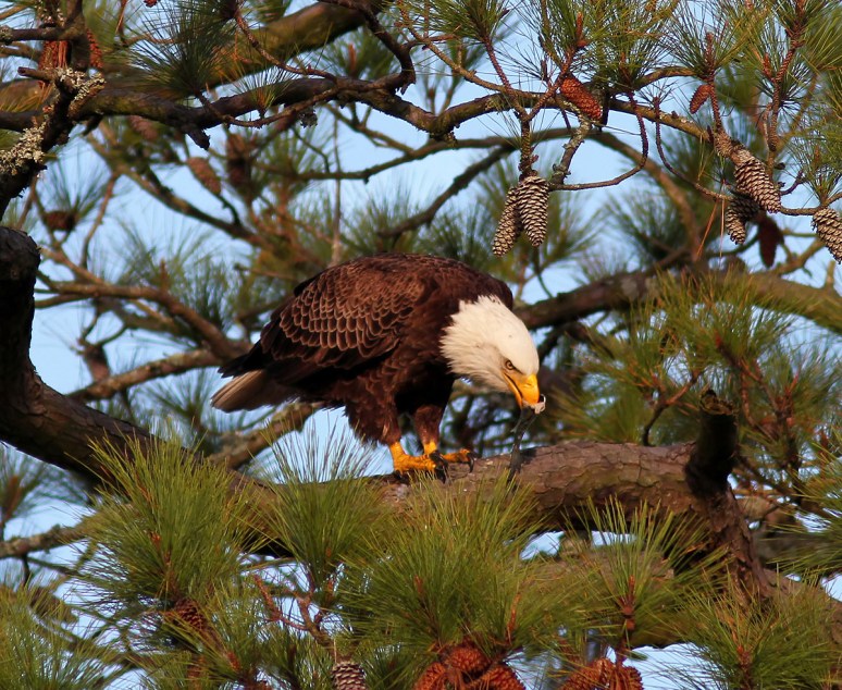 Bald Eagle in Tree with Fish 