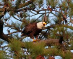 Bald Eagle in Tree with&nbsp;Fish