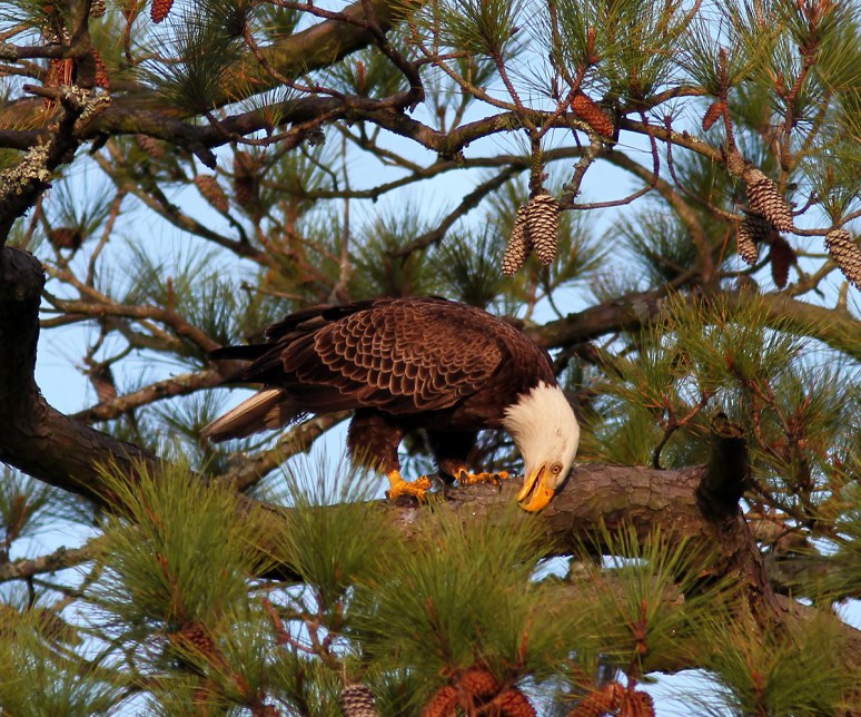 Bald Eagle in Tree with Fish 
