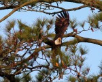 Bald Eagle in Tree with&nbsp;Fish