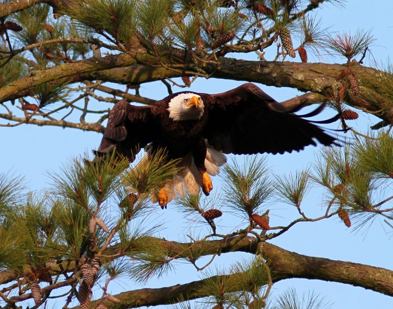 Bald Eagle in Tree with Fish 