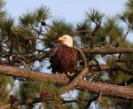 Bald Eagle Leaves Pine&nbsp;Tree