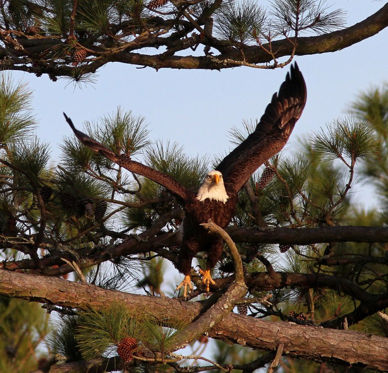 Bald Eagle Leaves Pine Tree 