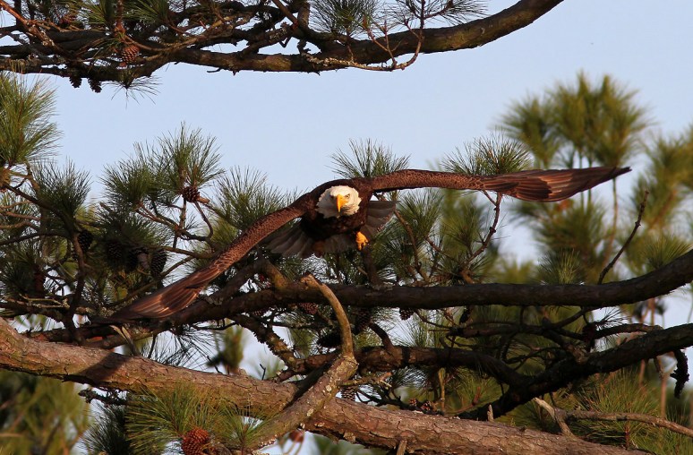 Bald Eagle Leaves Pine Tree 