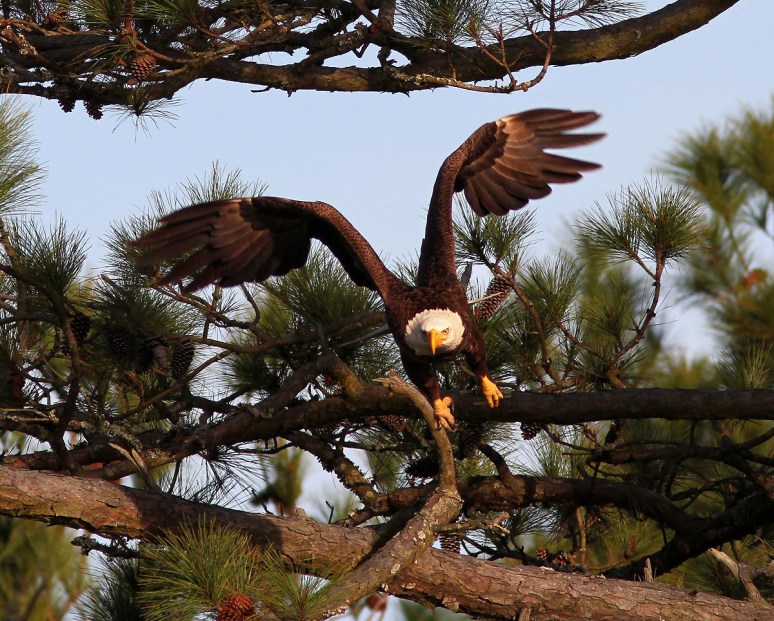 Bald Eagle Leaves Pine Tree 